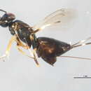 Image of <i>Eupelmus curticinctus</i>