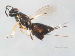 Image of <i>Eupelmus curticinctus</i>