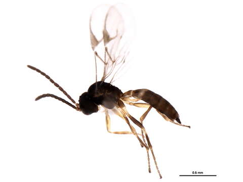 Image of Wasp