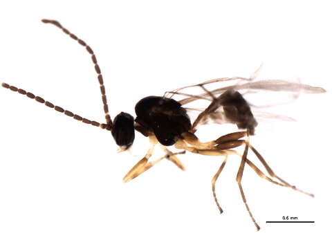 Image of Wasp