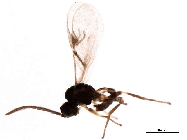 Lysiphlebus testaceipes (Cresson 1880) resmi