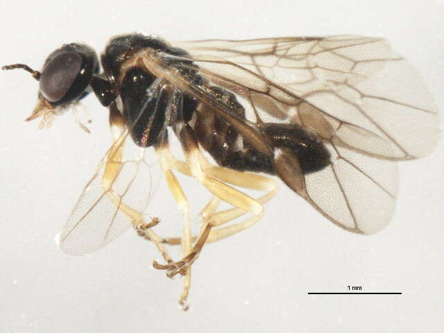 Image of Acordulecera dorsalis