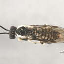 Image of <i>Empria maculata</i>