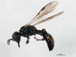 Image of Crossocerus leucostoma (Linnaeus 1758)