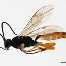 Image of Ichneumon discoensis Fox 1892