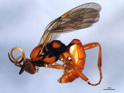 Image of Ichneumon stigmatorius Zetterstedt 1838