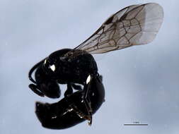 Hylaeus modestus Say 1837 resmi