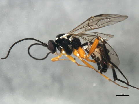 Image of Ichneumon wasp