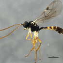 Image of Tymmophorus suspiciosus