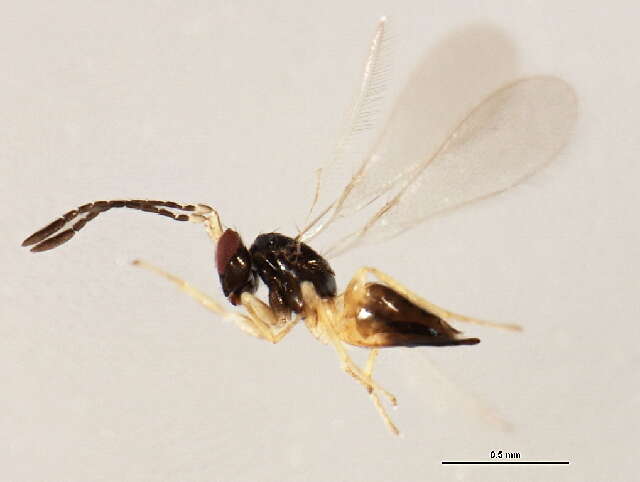 Image of Gonatocerus morrilli