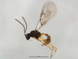 Image of Parasitoid wasp