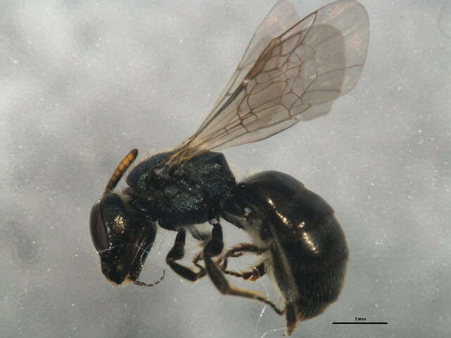 Lasioglossum ruidosense (Cockerell 1897)的圖片