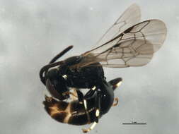 Hylaeus modestus Say 1837 resmi