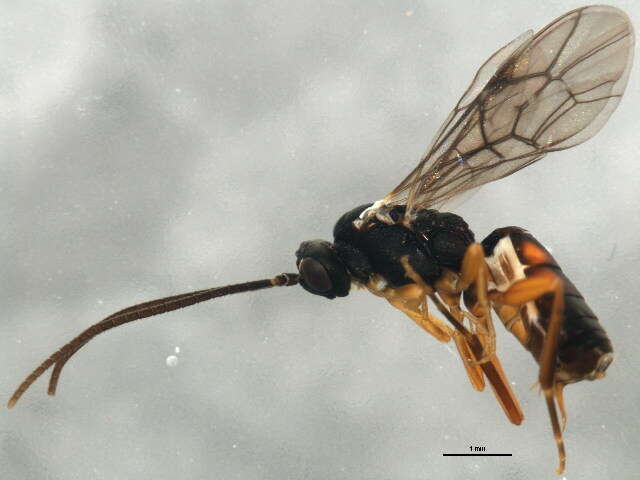 Sivun Sphecophaga vesparum (Curtis 1828) kuva