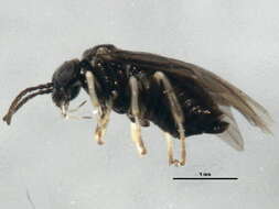 Image of Ambermarked birch leaf miner, birch leaf miner