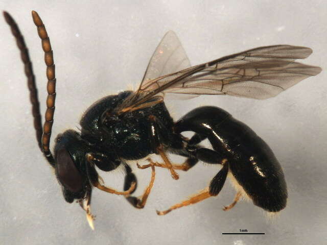 Lasioglossum nigroviride (Graenicher 1911)的圖片