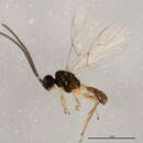 Image of <i>Areopraon chaitophori</i>