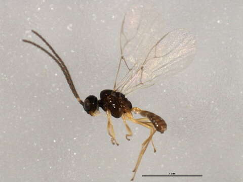 Image of <i>Areopraon chaitophori</i>