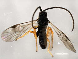 Image of Microgaster nixalebion Shaw 2004