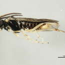 Image of <i>Pristiphora punctifrons</i>