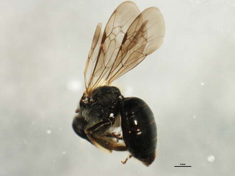 Image of Andrena tridens Robertson 1902