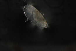 Sivun Darwinulidae kuva