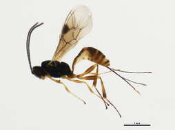 Image of Pristomerus