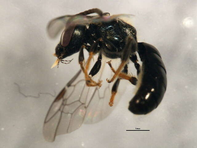 Lasioglossum nigroviride (Graenicher 1911)的圖片