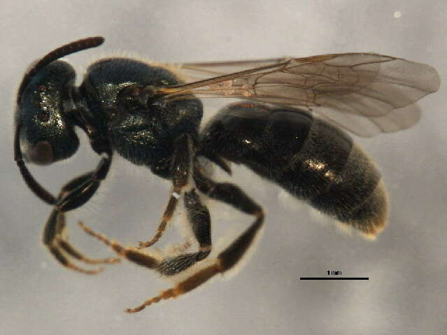 Image de Lasioglossum laevissimum (Smith 1853)