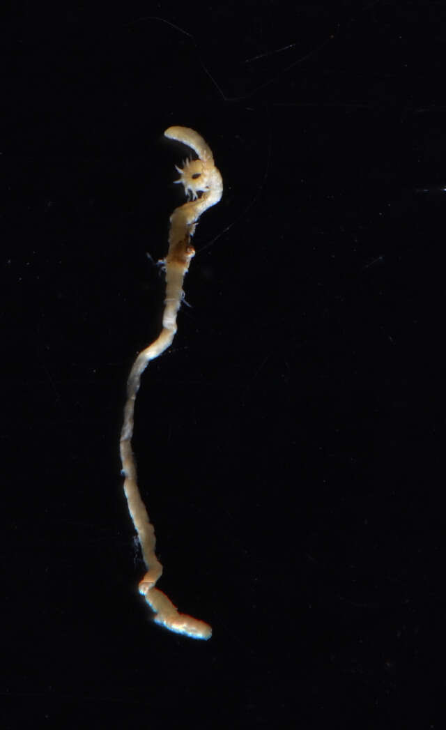 Image of Paraonidae