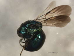 Image of Omalus aeneus