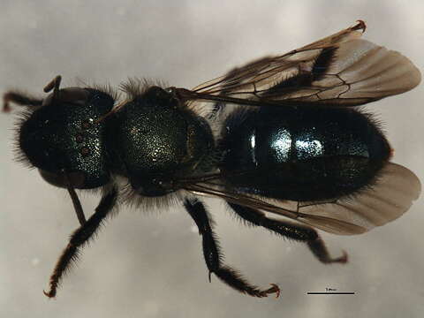 Image of Osmia tristella Cockerell 1897