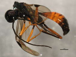 Image of aulacid wasps