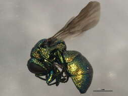 Image of Chrysidinae