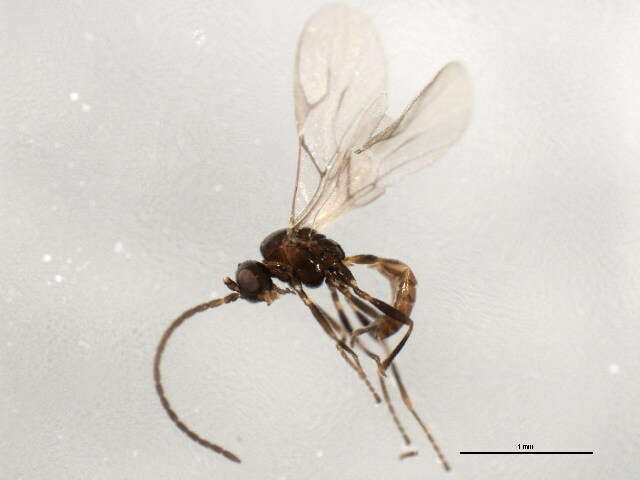 Image of Aphidius rhopalosiphi de Stefani-Perez 1902