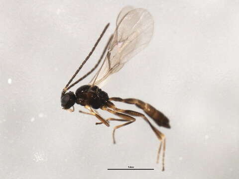 Image of Aphidius rhopalosiphi de Stefani-Perez 1902