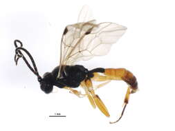 Image of Phygadeuon cephalotes Gravenhorst 1829