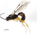 Image of Exochus pictus Holmgren 1858