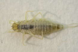 Image of Brachycercus