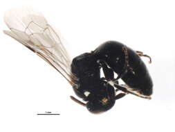 Hylaeus modestus Say 1837 resmi