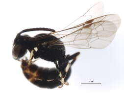 Hylaeus modestus Say 1837 resmi