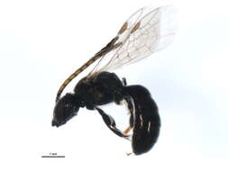 Lasioglossum sagax (Sandhouse 1924)的圖片