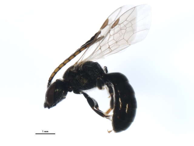 Image of Lasioglossum sagax (Sandhouse 1924)