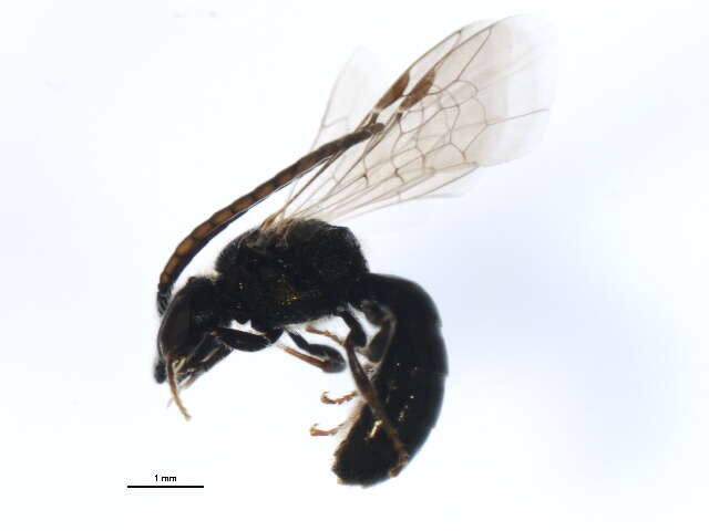 Image of Lasioglossum sagax (Sandhouse 1924)