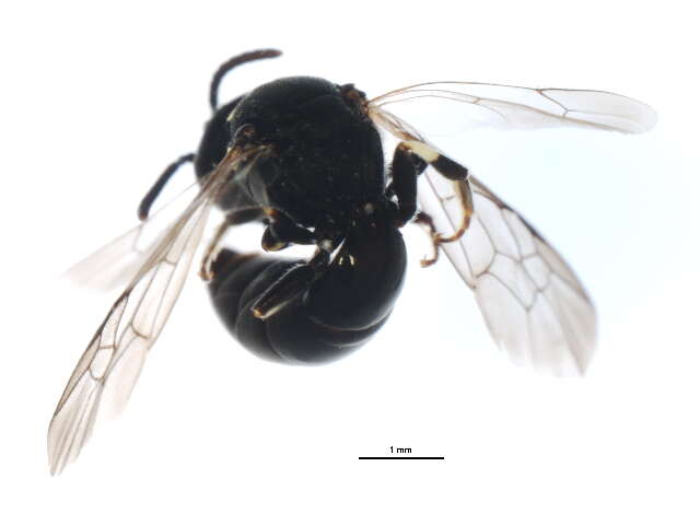 Image of Hylaeus illinoisensis (Robertson 1896)