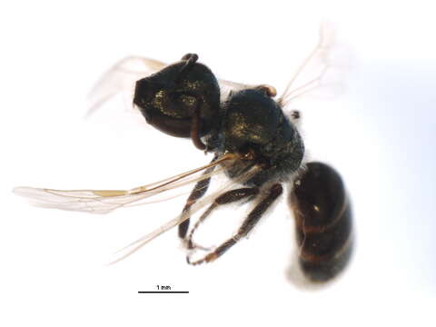 <i>Lasioglossum yukonae</i> resmi