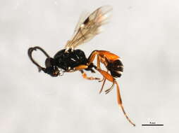 Image of Dichrogaster