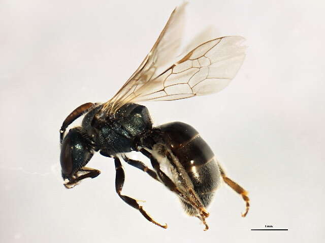 <i>Lasioglossum planatum</i> resmi