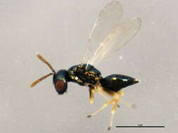 Image of Neochrysocharis