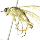 Image of <i>Tenthredo xantha</i>